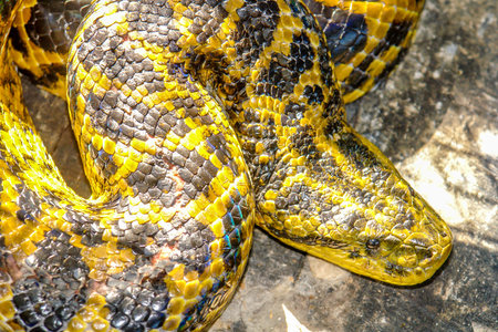 Boa contrictor snake