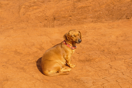 Brown dog sitting and sleepingの写真素材