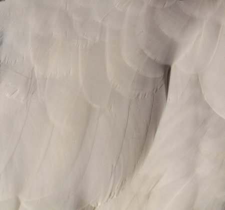 Texture white duck feathersの写真素材