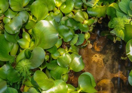 Green plant floating in the riverの写真素材
