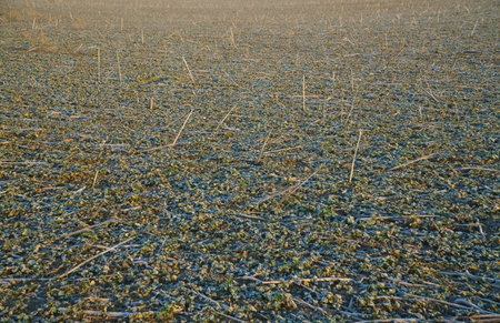 Texture of a field in the morning