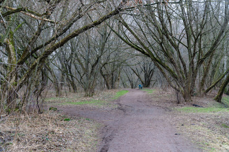 Small road in the park