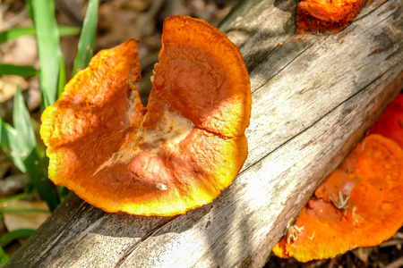 Big orange fungusの写真素材