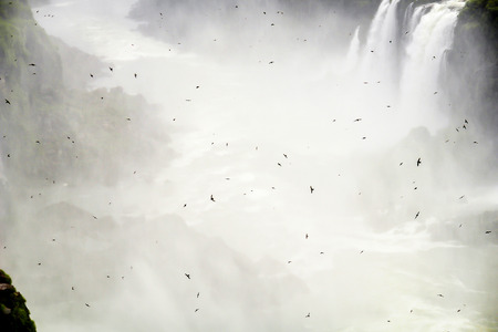 Birds flight in fogの写真素材