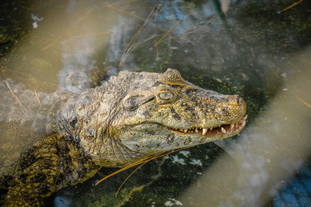 Alligator watching and waiting in south america
