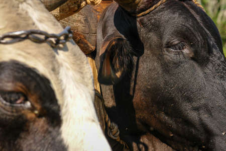 Working cows in south americaの写真素材