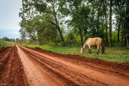 Red rural road in south americaの写真素材