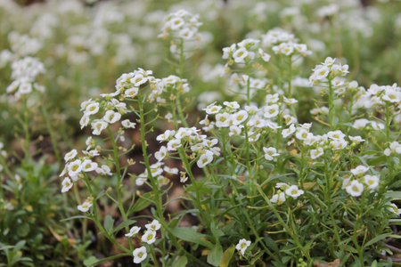white flower