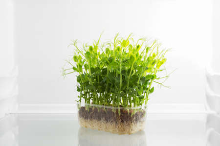 Fresh green raw sprouts in fridgeの写真素材