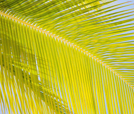 Palm leafの写真素材