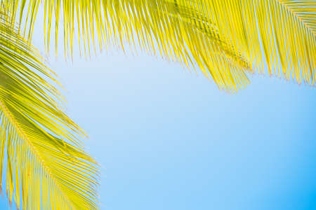 Palm leaves on clear blue skyの写真素材