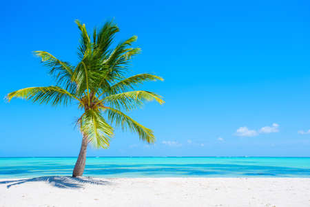 Palm tree on tropical beachの写真素材