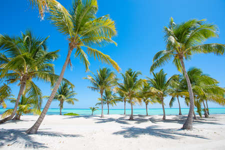 Tropical beach with palm treesの写真素材
