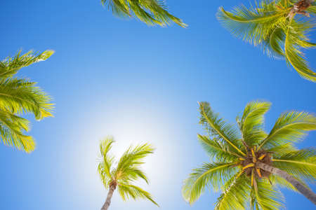 Palm trees on bright summer day with clear blue skyの写真素材