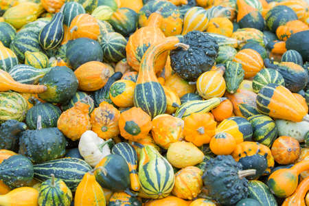 Green pumpkinsの写真素材