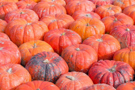 Many different red pumpkinsの写真素材
