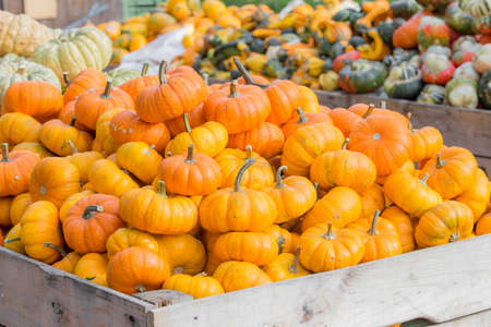 Orange pumpkins in the carriageの写真素材