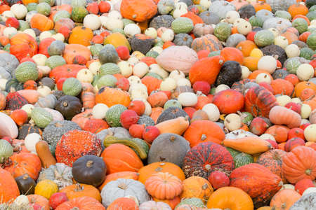 Different size and color pumpkinsの写真素材