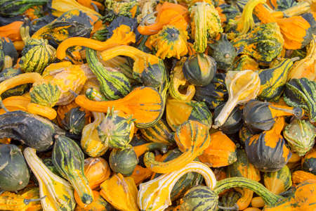 Different collor pumpkinsの写真素材