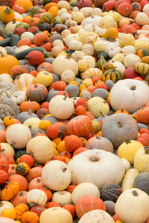 Different decorative pumpkins gathered at one placeの写真素材