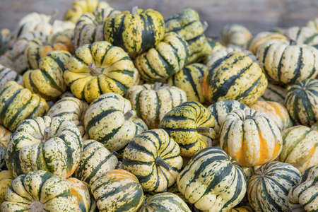 Green decorative pumpkinsの写真素材