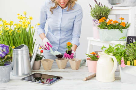 Woman planting flowersの写真素材