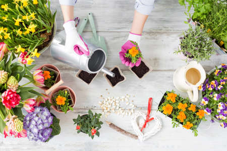 Woman watering flowersの写真素材