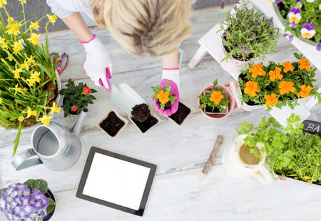 Woman planting flowers and using tabletの写真素材