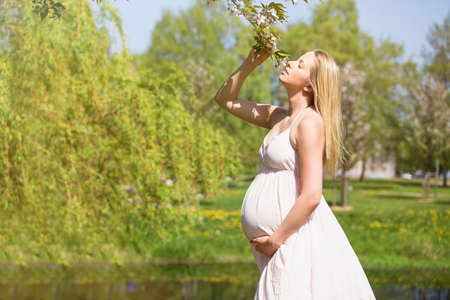 Beautiful pregnant woman smelling sakura treeの写真素材