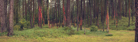 Pine trees in parkの写真素材