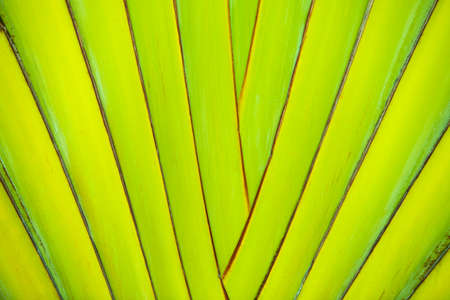 Green palm foliage backgroundの写真素材