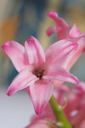 Portrait of rosy-lilac tender flower took from frontの写真素材