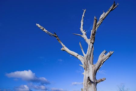 Dead tree against a blue skyの写真素材