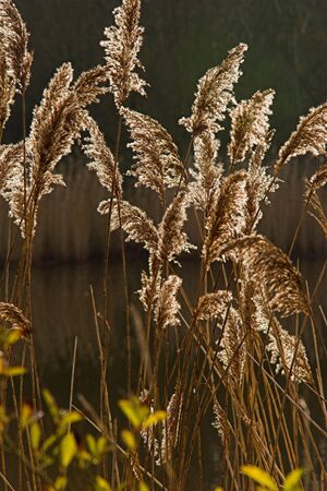 Backlit reed heads in sunliteの写真素材