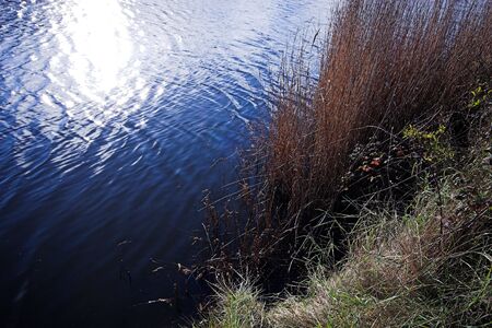 Water lapping at a reeded river bank.の写真素材