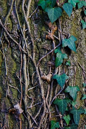 Ivy clinging to a tree trunkの写真素材