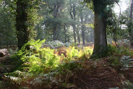 Woodland scene with sunlight breaking though.の写真素材