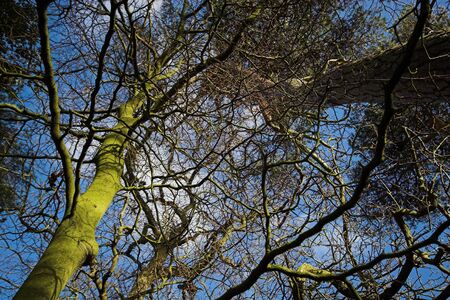 Looking up through winter trees to the skyの写真素材