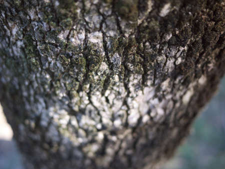 Tree Textureの写真素材
