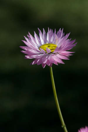 Purple flowerの写真素材