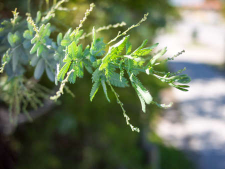 Green stem plant.の写真素材