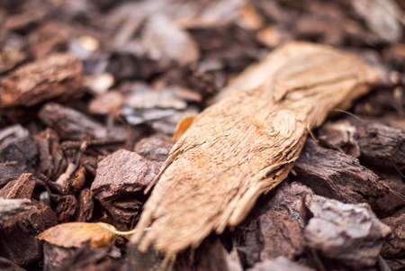 Wood chips closeup on the ground.の写真素材