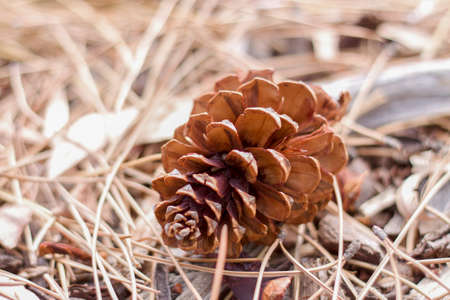 Conifer cone on the ground.の写真素材