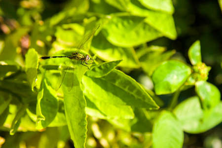 Dragonfly on Vivid green leafs.の写真素材