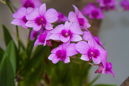 Pink Orchid.