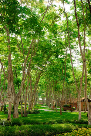 Vivid green forest.の写真素材