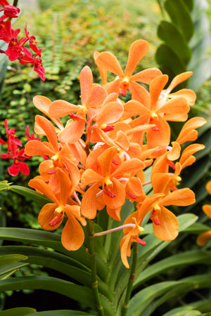 Vivid Orange Orchids.の写真素材