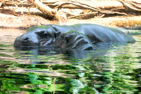 Hippopotamus with its baby swimming in the lake.