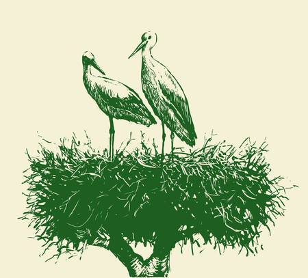 Storks in the nestのイラスト素材