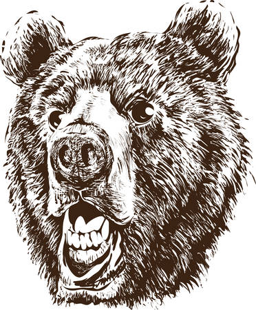 Head of a bearのイラスト素材